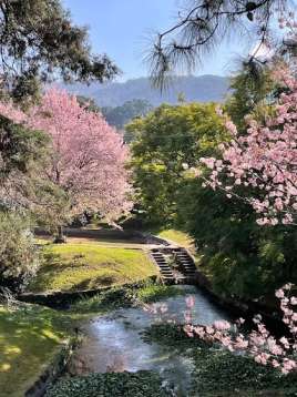 cherry-blossom-festival-shillong2
